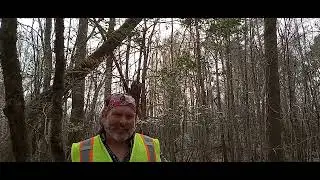 COOL SPOT, HUGE TREE, AND I RUSSIAN SICKLE A ROTTEN TREE