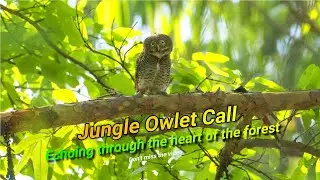 Jungle Owlet Call | Jungle Owlet Sound
