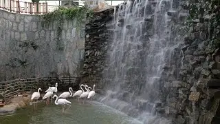 NEW Bird Garden in Qom, Iran - بوستان پرندگان در ایران، قم
