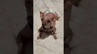 Hairless Chihuahua #dog #pooch #cutepet #chihuahua #doggie #cutepuppy #pet #puppy #cute #dogshorts