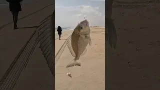 White Sea Bream from the Beach #fishingadventures
