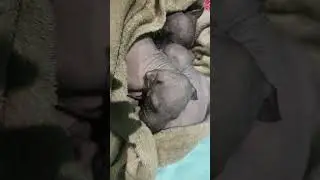 my liitle PERUVIAN HAIRLESS PUPPIES