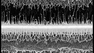 Physarum simulation no.11