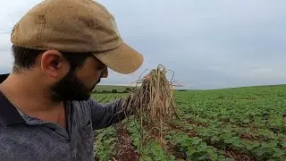 Resultado das aplicações pra limpar a Soja