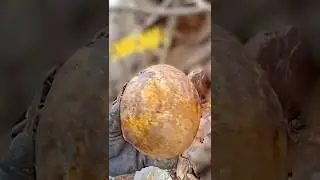 Scientists just found a 70 million year old preserved dinosaur egg