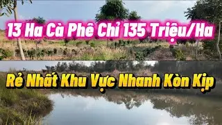 13 Ha Cà Phê Xen Sầu Riêng Chỉ Suối Nước Vĩnh Viễn Đường Ôtô Chỉ 135 Triệ/ 1Ha Cách Dân 3Km