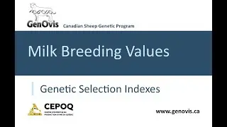 GenOvis milk module: What is a dairy genetic selection index?