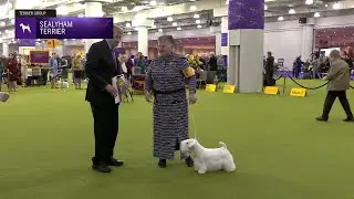 Sealyham Terriers | Breed Judging 2025