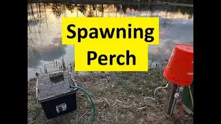 Yellow Perch Experiment