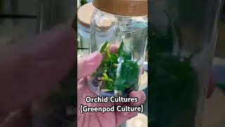 Orchid Propagation / Orchid Culture #laboratory #plant #orchidworld  #orchid #orchids