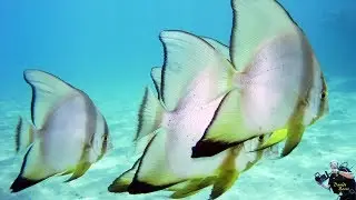 EGYPT. Sharm El Sheikh 2015. Dive site at Ras Bob.
