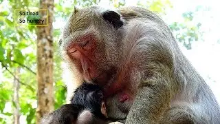 Popeye give birth 4 days ago but look her face so tired no power/Mom need food make milk baby Polino