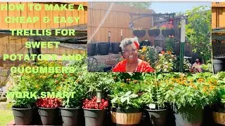A Cheap and Easy Way To Trellis Sweet Potato Vines & Cucumbers.  #gardeningwithladycheryl