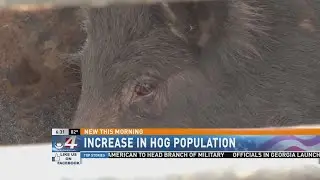 Increase in hog population