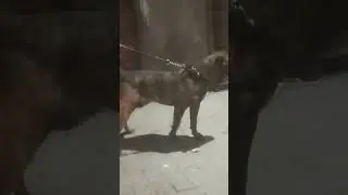 Dog wound treatment
