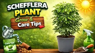 Schefflera Plant Grow and Care tips Hindi | Schefflera Plant Leaves Yellow Problem 😱 solution | 