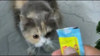 Treat with cat 😁 