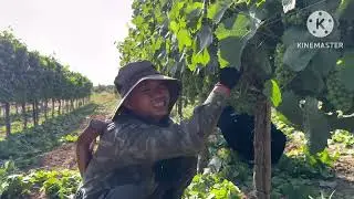 TẬP 13: Xuất khẩu lao động HyLap ( Công việc sau khi kết thúc mùa Dâu)