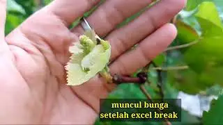Anggur Jupiter ownroot #anggur