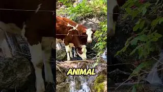Cow Video🐂Colombian Bull Farm🐂 #amba #cow #cows #animals #BullFacts