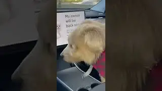 Tesla Betrayed My Dog! 📉🐶