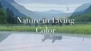 Black Horse Farm