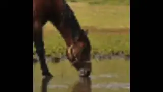 Goofy ahh Horse drinking Water