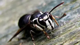 Keeping Wasps, Bees & Ants Out of Feeders