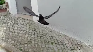 A Day with Peacocks, Seagulls, and Pigeons
