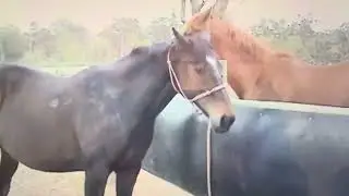 Teasing a mare in dioestrus