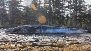 What's killing whales off B.C.-Alaska coast?