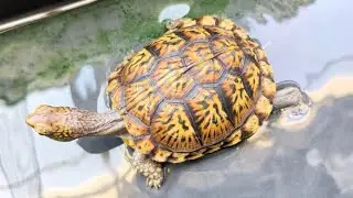 Eastern Box Turtle Research Group 19th Meeting