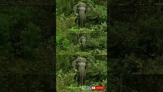 Extreme close experience with giant bull elephant at buxa tiger reserve forest | #shorts #514