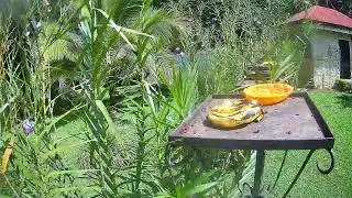 Costa Rica Live Bird Fruit Feeder Cam | Gingerbread Nuevo Arenal