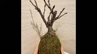 &ldquo;Day 18: Caring for My Sakura Bonsai 🌸 Observing Subtle Growth and Beauty&rdquo;