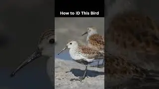 Shorebird identification quiz! Do you know the species?