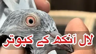 Lal ankh ka kabootar || #amjadaliofficial 