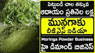Moringa Powder Business Plan in Telugu మునగాకు Huge Demand For Moringa Leaf Powder/Drumstick leaves