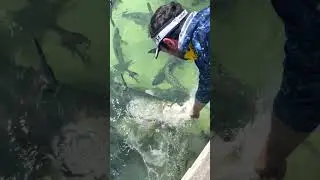 Hand Feeding Aggressive Tarpon