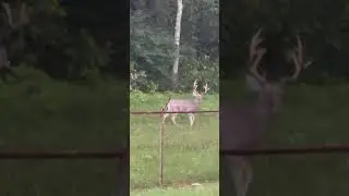 GIANT East Tennessee bucks at Holston Ammunition Plant 🦌 #deerhunting #huntingseason #hunting #thp