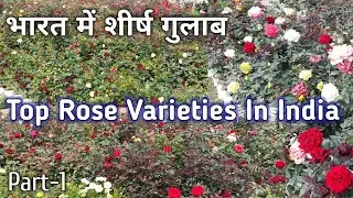Best Rose Variety In India | Most Beautiful Rose flower | Roses