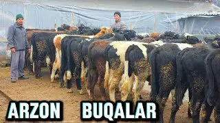 Arzon  Buqalar Avazbek Akadan Yangi Partiya Novvoslar 19-yanvar, 2026