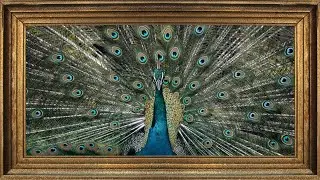 Royal Peacock Display | 2 Hour Ambient TV Decor | Framed Still Image Loop in 4K