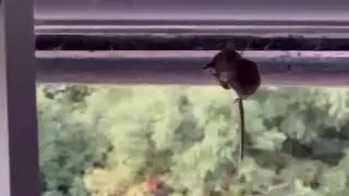 A noble false widow spider feeding on a pygmy shrew