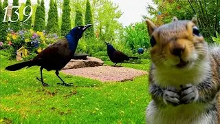 Cat TV. Bird Bonanza: 3-Hour 4K Garden Feeding Frenzy. Ep 139