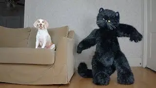 Giant Cat Rescues Dog from Mouse! Funny Dogs Maymo, Penny & Potpie