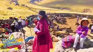 Gran herranza costumbrista en viscapalca con estrellita Fajardina