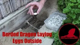 Bearded Dragon Laying Eggs Outside
