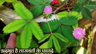लाजवंती (छुईमुई) पौधे के फायदे || Lajwanti ke Fayde || Benefits of Sensitive Plant #chhuimuiplant