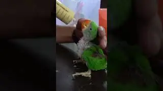 Feeding the Rescued Parrot Chicks! #parrort #feeding #wildliferescue